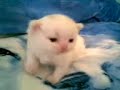 Persian Kitten 2 weeks 4 days old
