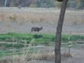 videos de Old Buck 2