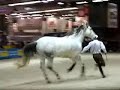 d-mo-du-haras-de-la-cense-au-salon-du-cheval-de-paris-2007-.html