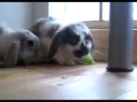 Larry and Rita Argue Over Celery ...