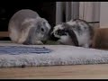 larry and rita argue over celery  starring larry and rita 