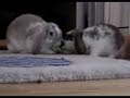 Larry and Rita Argue Over Celery (Starring Larry and Rita)