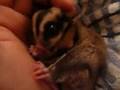 sugar glider / ninja boy 's golden ball part2
