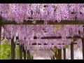 🌈🌳🌞2019年5月20日～5月26日🌠ウィークリーリーディング★tarot＆oracleカードリーディング