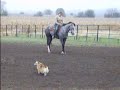 Dapple Grey Appalooosa Quarter Horse Gelding