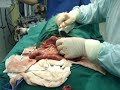 cirugia cuerpo extraño en intestino delgado canino cirugia cuerpo extraño en intestino delgado canino