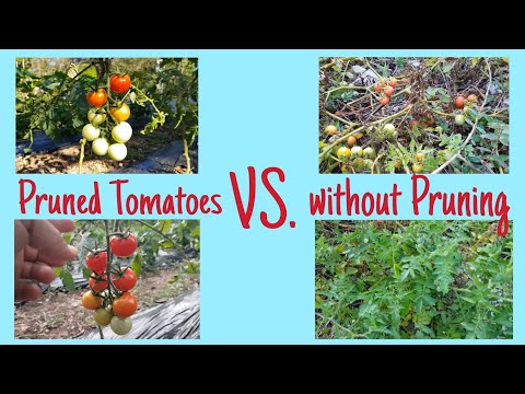 video-linktoworks-Prune and not to prune Tomato plants (English version)