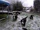 Puppies Lucy naar buiten, deel 2