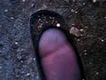 It looks like a penis