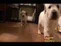 The little dog ballet