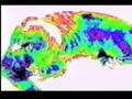 Rainforest in Thermal Infrared