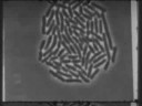 gesundheit (made on super 8mm film for straight 8)