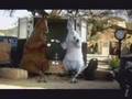 Kellogg's Nutri-Grain horses advert