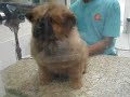 Chow Chow - Zeus - 2� Banho - 15 de Outubro
