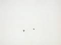 videos de Ventnor Downs Honey Buzzard 2
