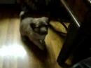 my puppy connie