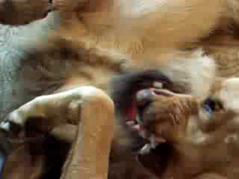 irish wolfhound