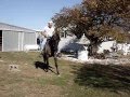 Grulla Morgan Mare, Smokin'