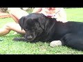 Click here to watch this video Toots the hedgehog and rocky the dog
