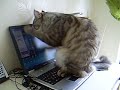 cat dislikes laptop