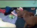 Dorigan Irish Setter puppies, 3 weeks old today Oct 17 2008
