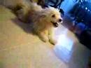 BreakDanceing Dog.=]