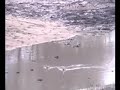 Egyptian Geese Swim At Gowrie Dam WildEarth 11/14/08 Egyptian Geese Swim At Gowrie Dam WildEarth 11/14/08