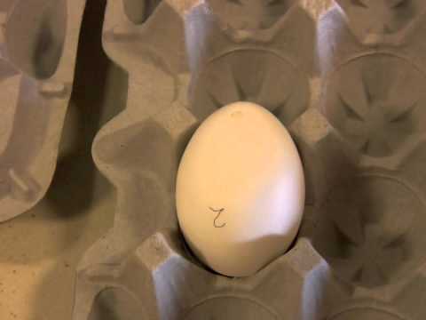 how to know egg quality