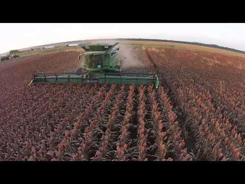 how to harvest milo