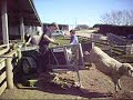 Perkinz DrenchMaster Perkinz DrenchMaster