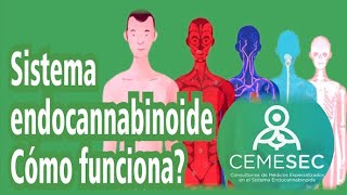 COMO FUNCIONA EL SISTEMA ENDOCANNABINOIDE