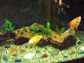 Acquario Acquario
