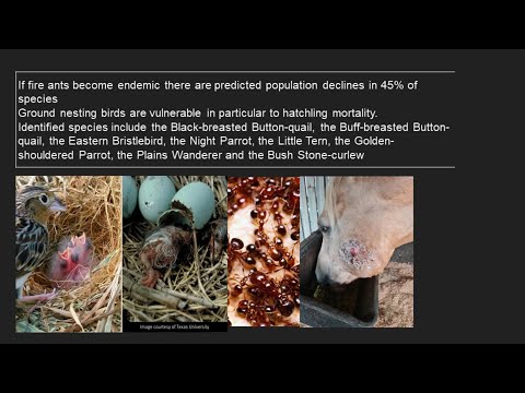 <p>Invasive Ants, the threat to birdlife and the ecology</p>
 video thumbnail