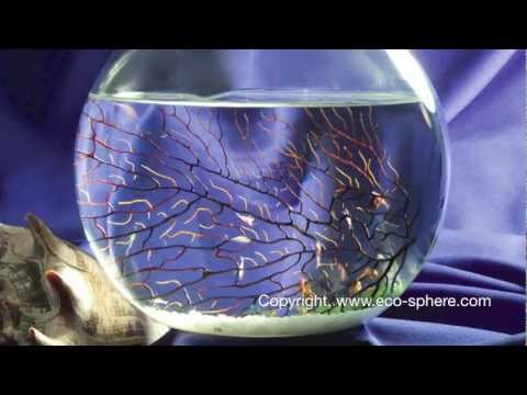 how to care ecosystem