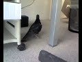 SK+G Advertising: Pigeon vs Andrea in Schadlers Office v1