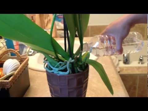 how to care for ikea orchids