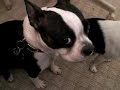Cocoa the BOSTON terrier does the army CRAWL!!!! Cocoa the BOSTON terrier does the army CRAWL!!!!