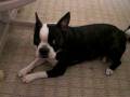 Cocoa the BOSTON terrier does the army CRAWL!!!!