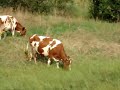 \"Z okna poci?gu\" Ocice - Ja?lany