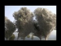 Spider Web Trees after flood in Pakistan