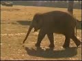 Baby Elephant at Whipsnade 2008 Baby Elephant at Whipsnade 2008