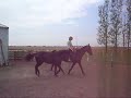 Guinness, APHA Indian Artifacts colt