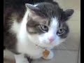 cat attack 2 cat attack 2