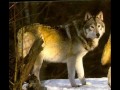 Lobos Lobos
