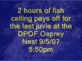 Large fish delivery on DPOF Osprey nest and then it....