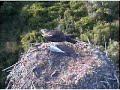 Large fish delivery on DPOF Osprey nest and then it....