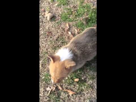 AKC Male Corgi Puppy