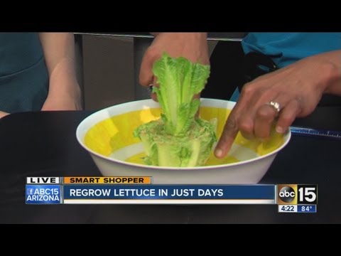 Regrow lettuce in just days