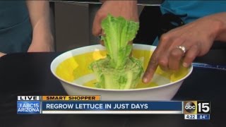 REGROW YOUR VEGGIES - Tricks & Tips Tuesday