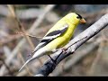 The sound of Spring w/o music